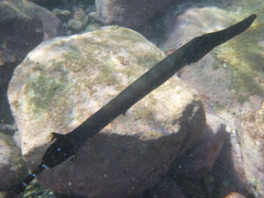 Aulostomus strigosus