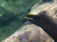 Ophioblennius atlanticus