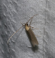 Tegenocharis tenebrans