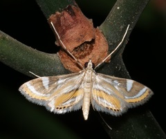 Strepsinoma croesusalis