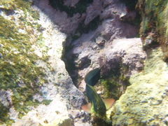 Ophioblennius atlanticus