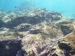 Ophioblennius atlanticus