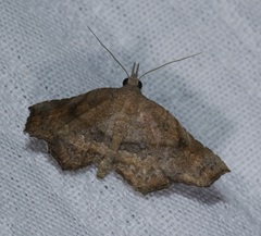 Throana pectinifer