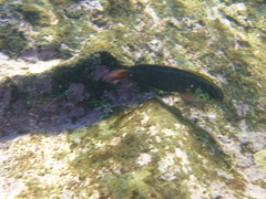 Ophioblennius atlanticus