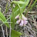 Shepherd's Crook Orchid - Photo (c) PJ Sheridan, some rights reserved (CC BY-NC), uploaded by PJ Sheridan