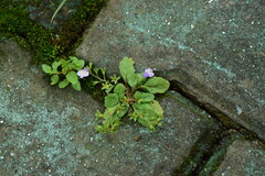 Mazus pumilus