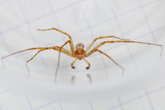 Philodromus longipalpis