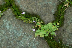 Mazus pumilus