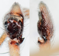 Philodromus longipalpis