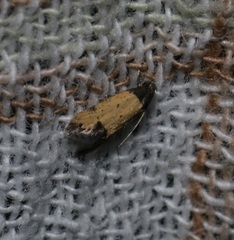 Tyrolimnas anthraconesa