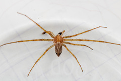 Philodromus longipalpis