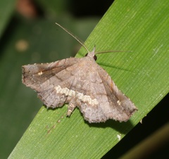 Throana pectinifer