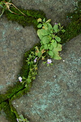 Mazus pumilus