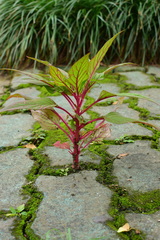 Celosia spicata