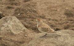 Calandrella cinerea spleniata