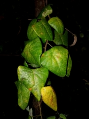 Echinostephia aculeata