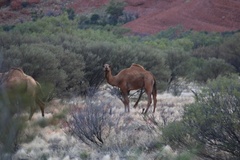Camelus dromedarius