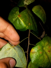 Echinostephia aculeata