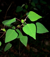 Homalanthus stillingiifolius
