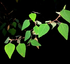 Homalanthus stillingiifolius