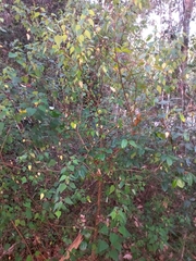 Homalanthus stillingiifolius