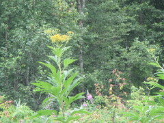 Jacobaea cannabifolia