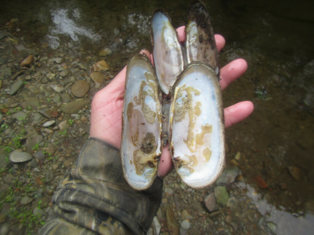 Margaritifera kurilensis