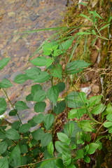 Talinum paniculatum