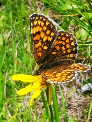 Melitaea varia