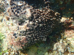 Psammocinia