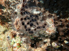 Psammocinia