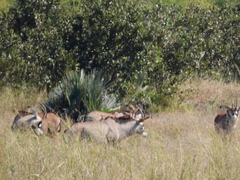 Hippotragus equinus equinus