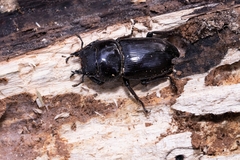 Dorcus hopei hopei