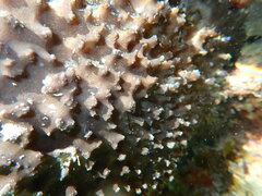 Psammocinia