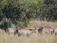 Hippotragus equinus equinus