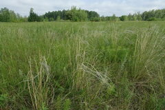 Stipa pennata
