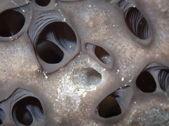 Psammocinia