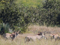 Hippotragus equinus equinus