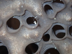 Psammocinia