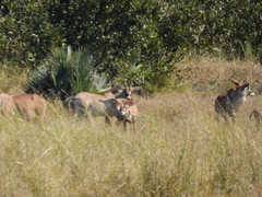 Hippotragus equinus equinus