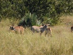 Hippotragus equinus equinus