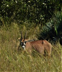 Hippotragus equinus equinus