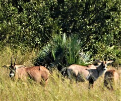 Hippotragus equinus equinus