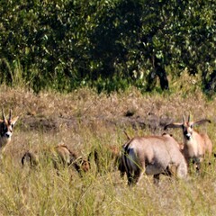 Hippotragus equinus equinus