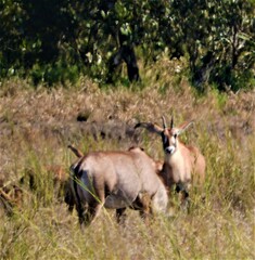 Hippotragus equinus equinus
