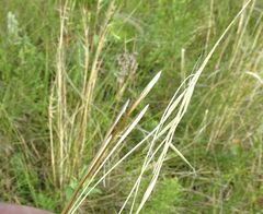 Stipa pennata