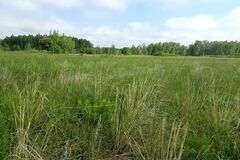 Stipa pennata