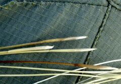 Stipa pennata