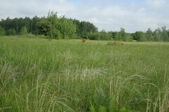 Stipa pennata