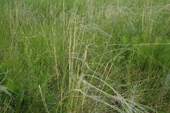 Stipa pennata